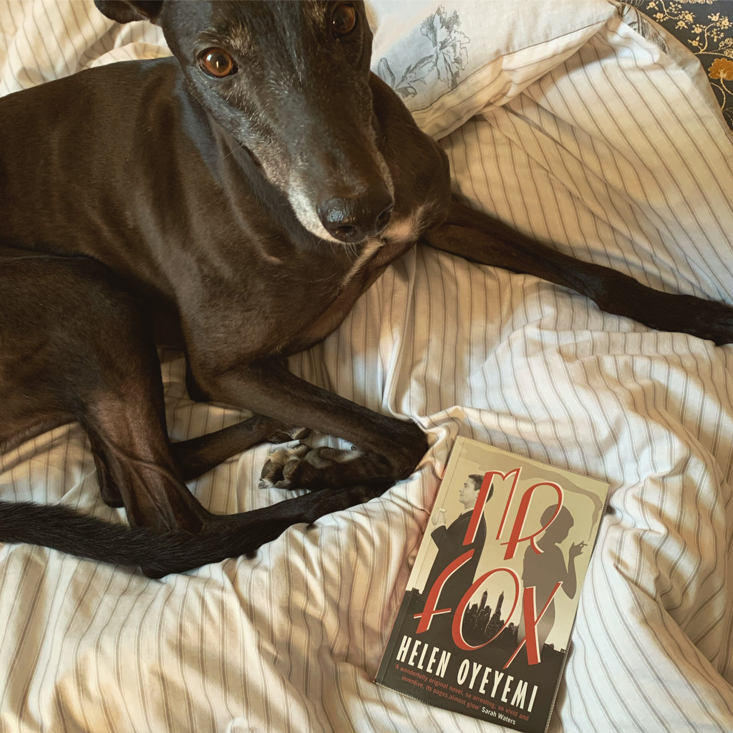 Mr Fox by Helen Oyeyemi